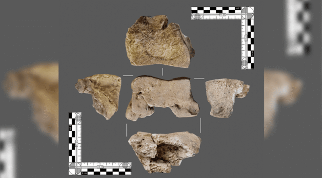 İspanya’da Ortaya Çıkarılan 2.200 Yıllık Kemik, Hannibal’in Savaş Fillerinin İlk Doğrudan Kanıtı Olabilir