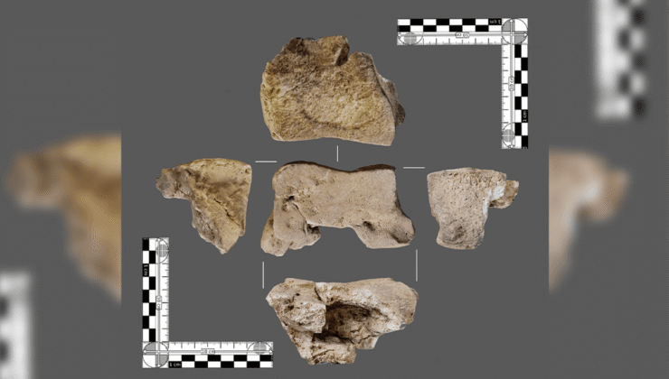 İspanya’da Ortaya Çıkarılan 2.200 Yıllık Kemik, Hannibal’in Savaş Fillerinin İlk Doğrudan Kanıtı Olabilir