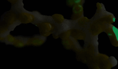 Bu Yaratık, Bir Derin Deniz Mağarasında Belgelenen Bilinen İlk Biyolüminesans Vakasıdır