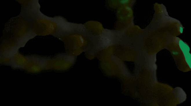 Bu Yaratık, Bir Derin Deniz Mağarasında Belgelenen Bilinen İlk Biyolüminesans Vakasıdır