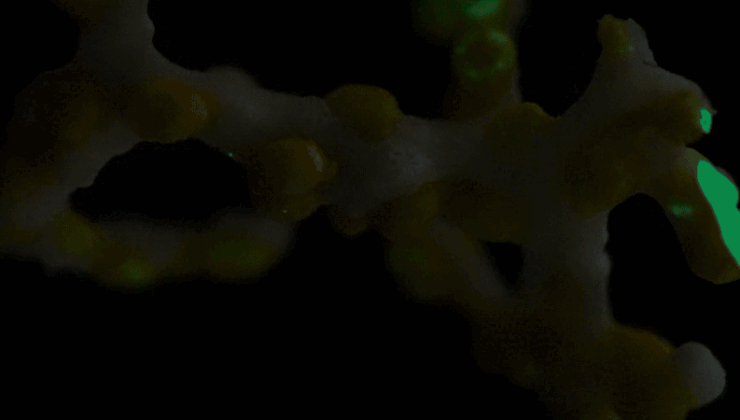 Bu Yaratık, Bir Derin Deniz Mağarasında Belgelenen Bilinen İlk Biyolüminesans Vakasıdır