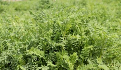 Yerli korunga NKÜ Efsane adıyla tescillendi