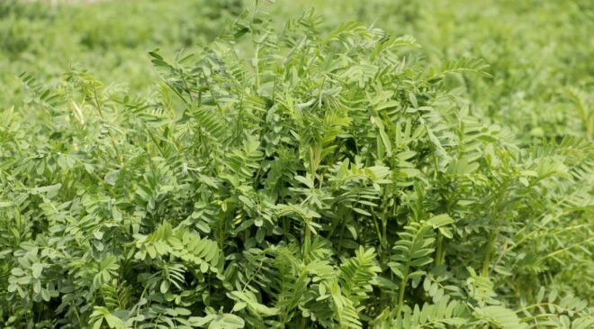 Yerli korunga NKÜ Efsane adıyla tescillendi