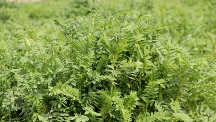 Yerli korunga NKÜ Efsane adıyla tescillendi