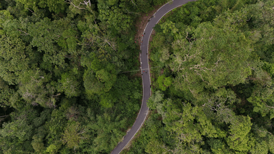 Nesli Tükenmekte Olan Orangutanın Halat Köprü Kullanarak Yol Geçişinin İlk Görüntüsü Bir Koruma Kazanımıdır
