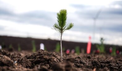 Türkiye’de bu yıl 600 milyon fidan toprakla buluşturulacak