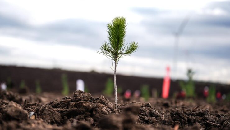 Türkiye’de bu yıl 600 milyon fidan toprakla buluşturulacak