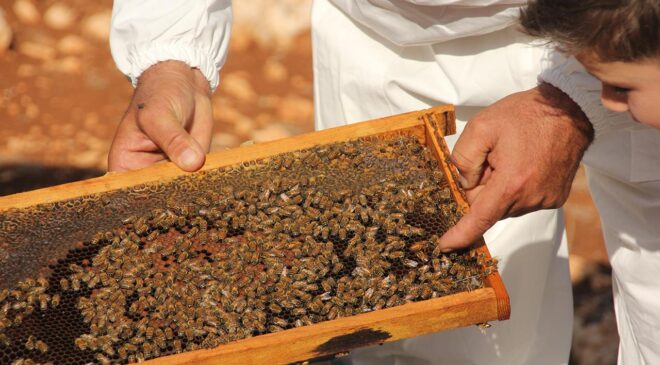Uygunsuz balın piyasaya girişi engellenecek