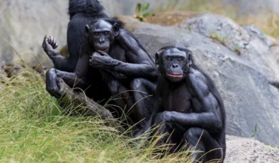 Şempanzelerin iç savaşı: Dev topluluk ikiye bölündü