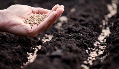 Sertifikalı tohum üretiminde 1,3 milyon ton eşiği aşıldı