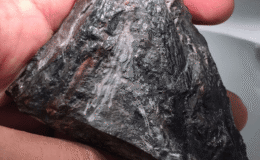 Tyrannoroter Heberti ile Tanışın – Sebzelerini Yiyen Bilinen En Eski Dört Ayaklı Hayvan