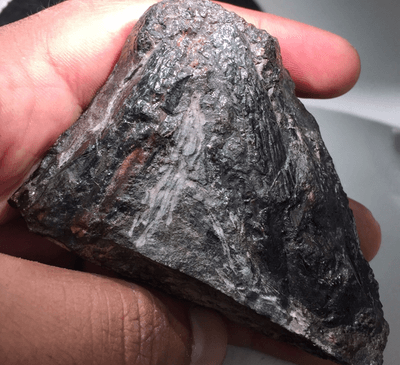 Tyrannoroter Heberti ile Tanışın – Sebzelerini Yiyen Bilinen En Eski Dört Ayaklı Hayvan