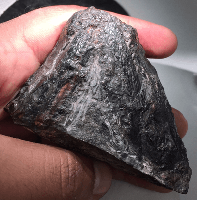 Tyrannoroter Heberti ile Tanışın – Sebzelerini Yiyen Bilinen En Eski Dört Ayaklı Hayvan