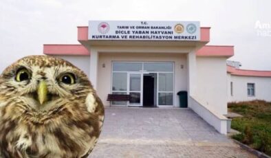 Diyarbakır’da kurtarılan yaralı şahin korumaya alındı