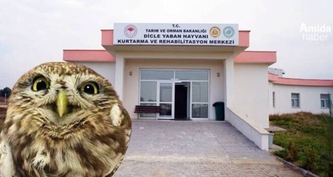 Diyarbakır’da kurtarılan yaralı şahin korumaya alındı