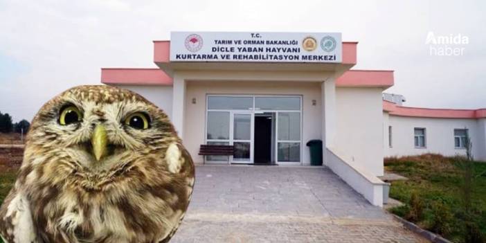 Diyarbakır’da kurtarılan yaralı şahin korumaya alındı