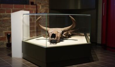 1627’de Polonya’daki Bir Ormanda Dünyada Yaşayan Son Yaban öküzü Görüldü – En Azından Şimdilik