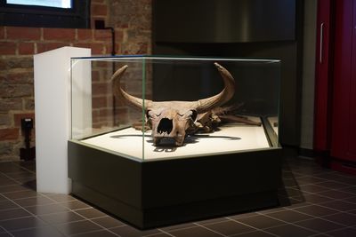 1627’de Polonya’daki Bir Ormanda Dünyada Yaşayan Son Yaban öküzü Görüldü – En Azından Şimdilik