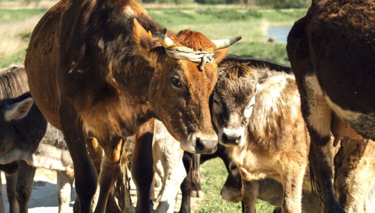 Diyarbakır’da hayvan kesim ücretleri belirlendi