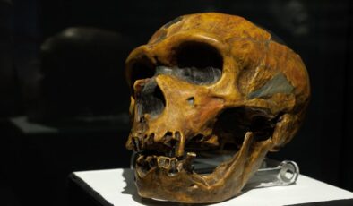“Eski ‘Neandertaller Konuşuyor muydu?’ “Soru” “Sürdürülmesi Çok Zor”: Dil Yeteneklerine İlişkin Genetik Donanım, Modern İnsanların Ortaya Çıkışından Çok Önce Evrimleşmişti