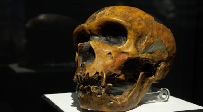 “Eski ‘Neandertaller Konuşuyor muydu?’ “Soru” “Sürdürülmesi Çok Zor”: Dil Yeteneklerine İlişkin Genetik Donanım, Modern İnsanların Ortaya Çıkışından Çok Önce Evrimleşmişti