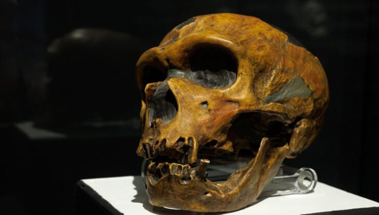 “Eski ‘Neandertaller Konuşuyor muydu?’ “Soru” “Sürdürülmesi Çok Zor”: Dil Yeteneklerine İlişkin Genetik Donanım, Modern İnsanların Ortaya Çıkışından Çok Önce Evrimleşmişti