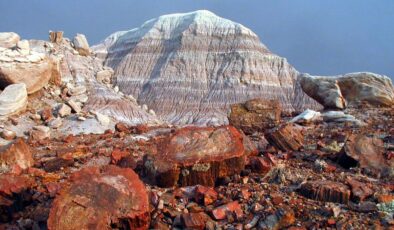 Arizona’nın Taşlaşmış Ormanı 200 Milyon Yıllık Ağaçlardan Oluşuyor; Gezegendeki En Büyük Taşlaşmış Ağaç Yoğunluğu