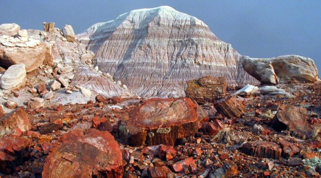 Arizona’nın Taşlaşmış Ormanı 200 Milyon Yıllık Ağaçlardan Oluşuyor; Gezegendeki En Büyük Taşlaşmış Ağaç Yoğunluğu