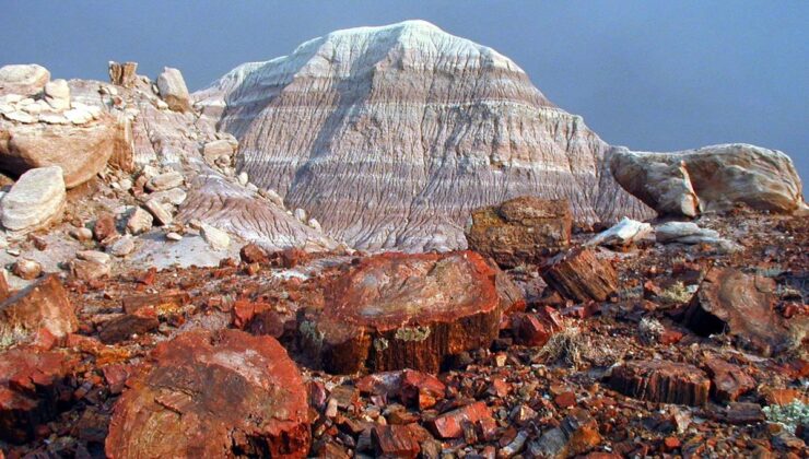 Arizona’nın Taşlaşmış Ormanı 200 Milyon Yıllık Ağaçlardan Oluşuyor; Gezegendeki En Büyük Taşlaşmış Ağaç Yoğunluğu