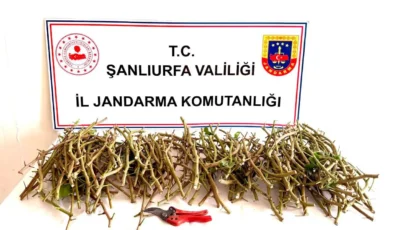 Şanlıurfa’da fıstık aşısı hırsızlığı girişimine suçüstü