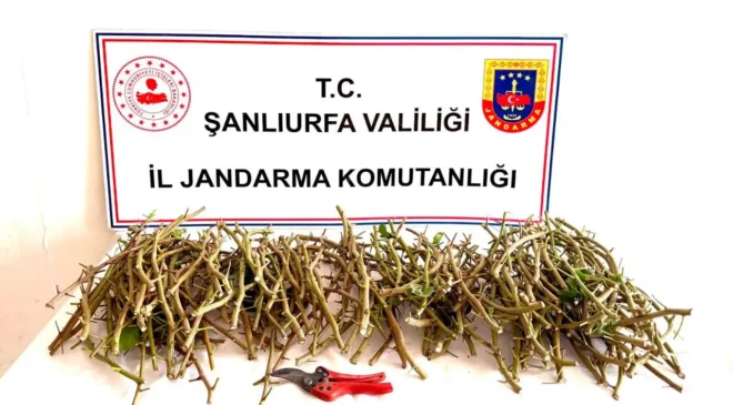 Şanlıurfa’da fıstık aşısı hırsızlığı girişimine suçüstü