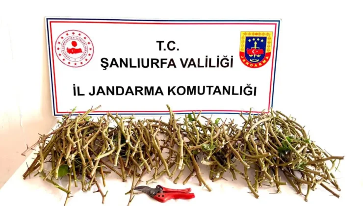 Şanlıurfa’da fıstık aşısı hırsızlığı girişimine suçüstü