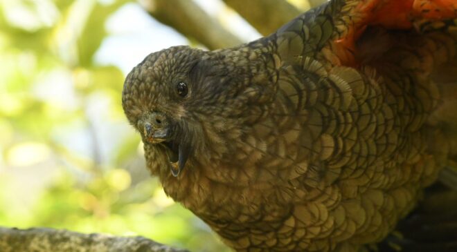 “Ciddi Bir Yetersizlik Bile Bir Hayvanın Başarılı Olamayacağı Anlamına Gelmez”: Bruce The Kea, Yarım Gagaya Sahip Olmasına Rağmen Sirkinin Sirk Sorumlusu
