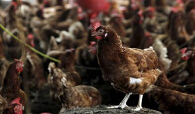 Kuş gribi son kıtanın da kapısını çaldı: H5N1 Avustralya’ya ulaştı