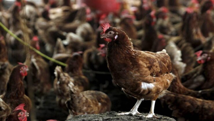 Kuş gribi son kıtanın da kapısını çaldı: H5N1 Avustralya’ya ulaştı