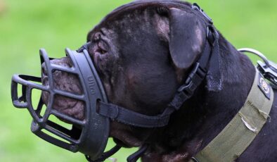 İngiltere, 12 yaş altı çocukların köpeklerle yalnız bırakılmasını yasaklamaya hazırlanıyor