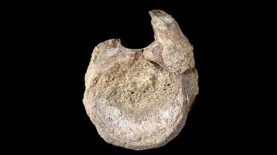 Antarktika’da Bulunan İlk Dinozor Fosili, Dünya’da Yürüyen En Büyük Dinozorlardan Birine Ait