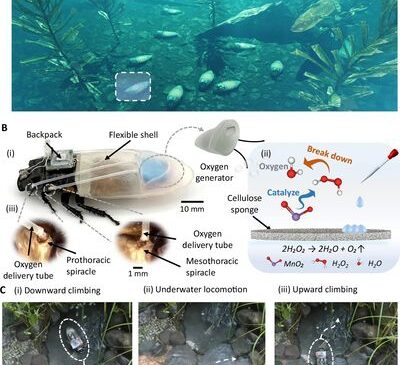 Bilim İnsanları Su Altında 3 Saate Kadar Kalabilen Uzaktan Kumandalı “Cyborg Hamamböcekleri” Yarattı