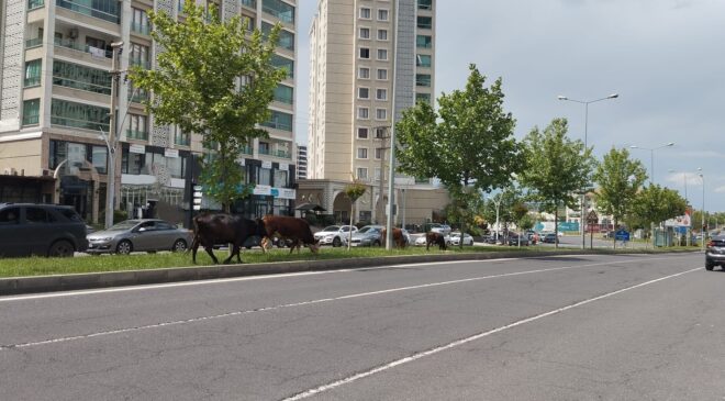 Diyarbakır’ın modern yüzüne yakışmayan manzara