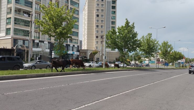 Diyarbakır’ın modern yüzüne yakışmayan manzara