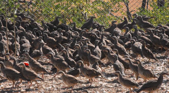 Kene tehdidine karşı keklik ve sülün ordusu hazır
