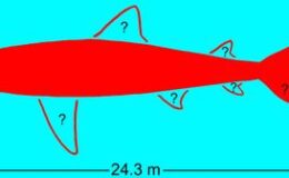 Dünyanın Bilinen En Büyük Megalodon Omurgası Müzeye Taşınırken Kayboldu – Şimdi Bilim Adamları Onu Yeniden Buldu