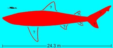 Dünyanın Bilinen En Büyük Megalodon Omurgası Müzeye Taşınırken Kayboldu – Şimdi Bilim Adamları Onu Yeniden Buldu