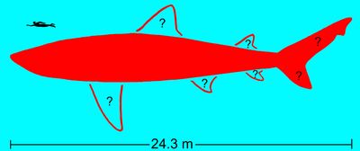 Dünyanın Bilinen En Büyük Megalodon Omurgası Müzeye Taşınırken Kayboldu – Şimdi Bilim Adamları Onu Yeniden Buldu