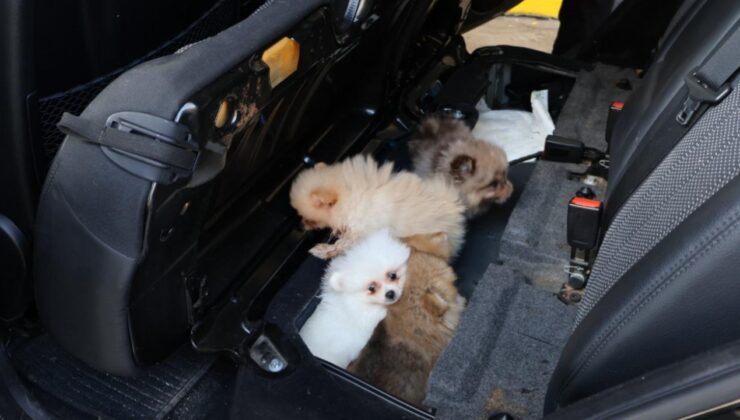 Edirne'de Pomeranian cinsi 5 köpek yavrusu ele geçirildi