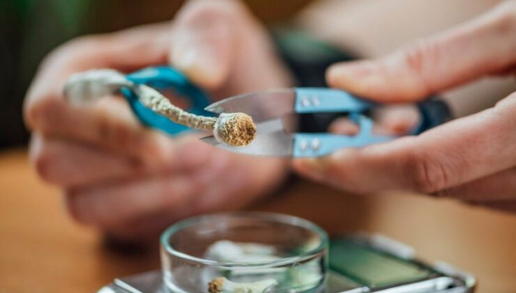Sadece bir doz psilosibin beyni yeniden yapılandırmak için yeterli görünüyor | Yeni Bilim Adamı