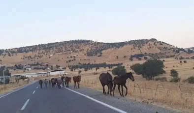 Diyarbakır’da yaban atları yola indi