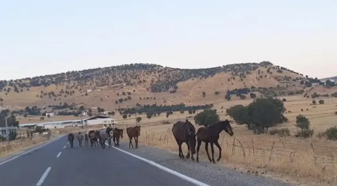 Diyarbakır’da yaban atları yola indi