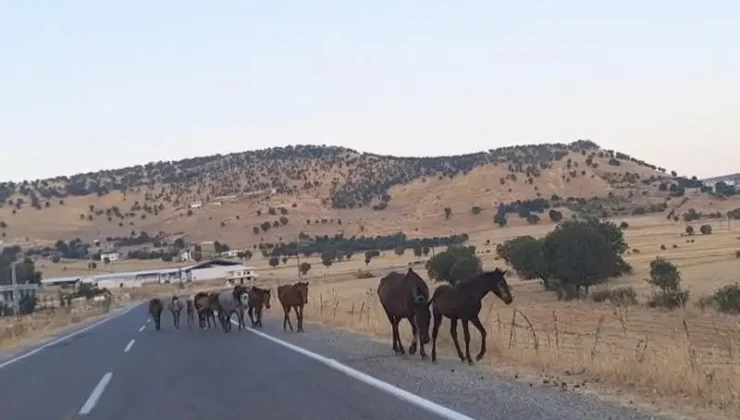Diyarbakır’da yaban atları yola indi