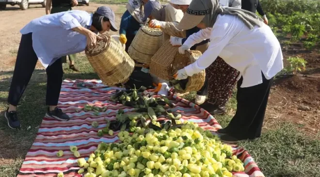 Diyarbakır Kadın Komün Kent Bostanlarında ilk hasat